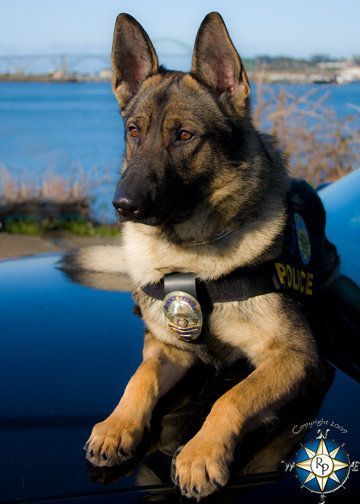 Cop Dog, German Shepherd Photography, K9 Police Dogs, K9 Police, German Sheperd Dogs, Cowgirl Pictures, K9 Dogs, Cop Cars, Police K9