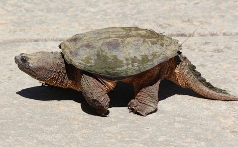 Common Snapping Turtle | Recent Photos The Commons 20under20 Galleries World Map App Garden ... Demon Inspiration, Common Snapping Turtle, Weird Looking Animals, Turtle Garden, Kennesaw Georgia, Alligator Snapping Turtle, Land Turtles, North American Animals, Snapping Turtle