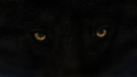 Tilun Eyes Black Wolf With Yellow Eyes, Black Wolf Gold Eyes, Black Wolf With Gold Eyes, Yellow Wolf Eyes, Black Wolf Yellow Eyes, Werewolf Eyes Aesthetic, Wolf Eyes Aesthetic, Werewolf Aesthetic Dark, Alpha Wolf Tattoo