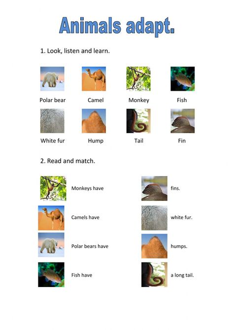 Structural Adaptations, Plants Worksheets, Animal Adaptations, Animal Worksheets, Math Coloring, Animal Habitats, Color Worksheets, Free Printable Worksheets, Science Fair