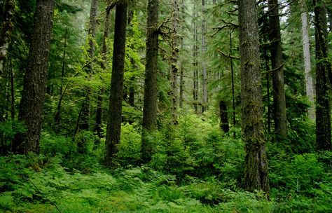 Different Types Of Forests, Temperate Deciduous Forest, Norway Forest, Rainforest Biome, Types Of Forests, Oregon Forest, Temperate Rainforest, Evergreen Forest, Biome