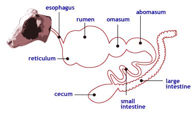 Cow digestive system Cow Digestive System, Harley Davidson Decals, Cattle Barn, Animal Classification, Horse Info, Vet School, Large Intestine, Digestive System, Cow