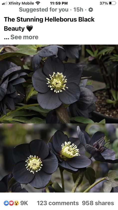 Skeleton Flower, Goth Garden, Lenten Rose, Gothic Garden, Natural Ecosystem, Christmas Rose, Flower Ornaments, Black Flowers, Dark Floral