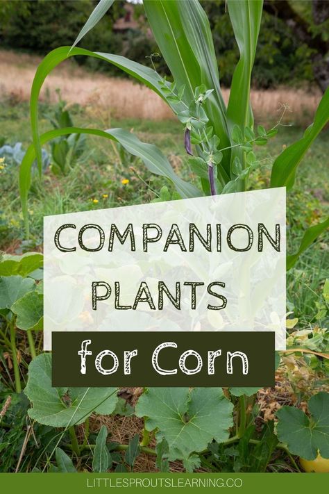 Companion Plants for Corn Perennial Bushes, Corn Crop, Growing Corn, Bush Garden, Plant Paradox, Zone 7, Corn Plant, Companion Plants, Pole Beans