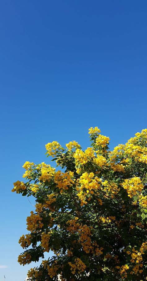 Yellow flowers Bush aesthetic pretty beautiful flowers wallpaper Yellow Flower Wallpaper, Yellow Photography, Photography Classes, Yellow Flower, Flower Wallpaper, Yellow Flowers, Blue Yellow, Blue Sky, Vision Board