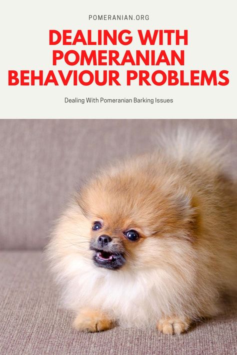 Dealing with Pomeranian Behaviour Problems. #dochlaggie #pomeranian Pomeranian Hairstyles, Princess Haircut, Pomeranian Puppy Training, Pomeranian Haircuts, Pomeranian Full Grown, Pomeranian Pups, Pomchi Dogs, Pomeranian Training, Pomeranian Facts