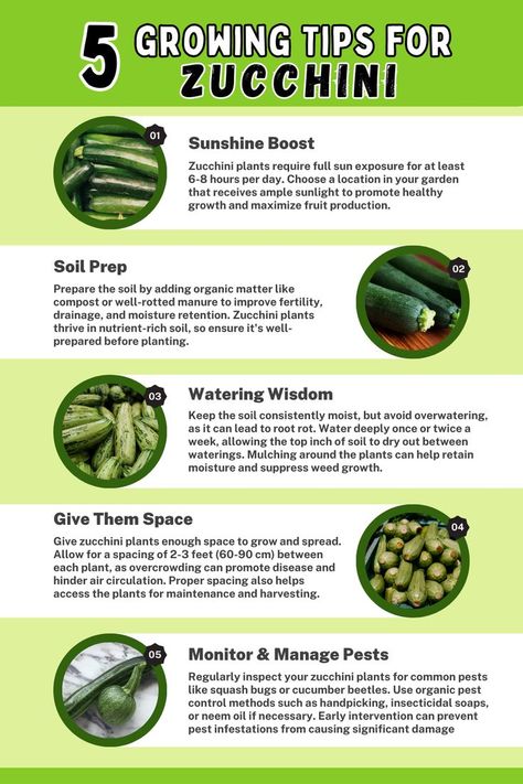 5 Growing Tips for Zucchini. Discover essential tips for successful zucchini cultivation, including selecting a sunny location, providing well-drained soil, proper spacing, consistent watering, and pest prevention. Learn how to optimize zucchini growth and achieve a bountiful harvest with these valuable tips. Zucchini Planting, Squash Companion Plants, Zucchini Growing, Raised Garden Beds Diy Vegetables, Growing Zucchini, Zucchini Plants, Garden Hacks Diy, Companion Gardening, Squash Bugs