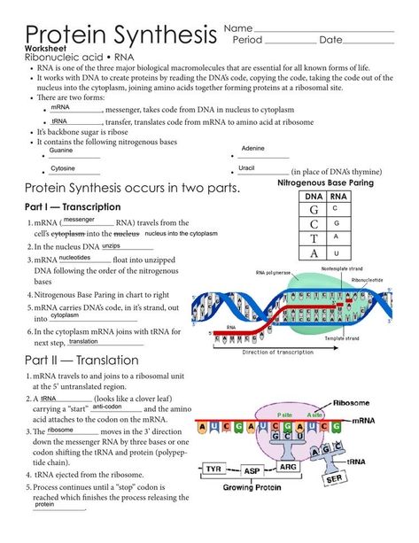 Protein Synthesis Diagram, Proteins Biochemistry, Protein Synthesis Notes, Dna Transcription And Translation, Biochemistry Notes, Biology Worksheet, Transcription And Translation, Study Biology, Biology Classroom