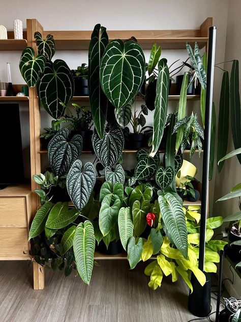 Aroids Jungle Boogie, Plant Goals, Inside Plants, Indoor Gardens, Plant Decor Indoor, Interior Plants, Plant Aesthetic, Greenhouse Gardening, Traditional Garden