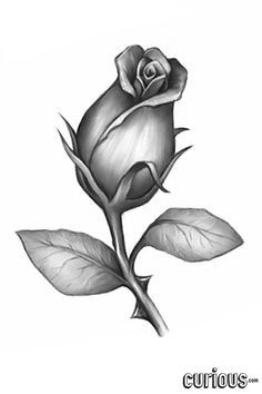 1000+ ideas about Rose Bud Tattoo on Pinterest | Tattoos, Rose ... Rose Bud Tattoo Design, Bud Tattoo, Rose Bud Tattoo, Rose Drawing Tattoo, Black And White Roses, Tinta China, Simple Rose, Rose Drawing, Rose Images