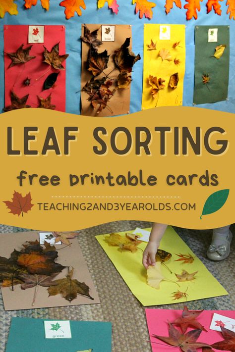 This preschool leaf sorting activity is a great way to add fall science to your day. Try it after a nature walk! Includes free printable cards. Preschool Leaves Activities, Color Sorting Preschool, Leaf Lesson Plans, November Preschool, Math Preschool, Daycare Curriculum, Counting Activities Preschool, Fall Science, Prek Ideas