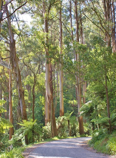 Eucalyptus forest | Karl Gercens | Flickr Eucalyptus Forest, Australia Landscape, Australian Trees, Tree Watercolor Painting, Landscape Painting Tutorial, Eucalyptus Tree, Australian Native Plants, Watercolor Paintings For Beginners, Tree Hugger