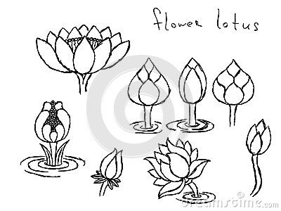 Pencil Drawing Lotus Stock Photos, Images, & Pictures – (50 Images) Mehandi Drawing, Bud Drawing, Bud Tattoo, Multi Cultural Art, Lotus Flower Drawing, Lotus Bud, Lilly Pad, Doodle Borders, Sacred Lotus