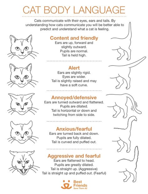 Cat Ears Emotion, Cat Ear Meaning, Cat Language Eyes, Cat Moods Chart, Cat Ears Language, Cat Ears Emotion Chart, Cat Psychology, Cat Ears Meaning, Cat Ear Language