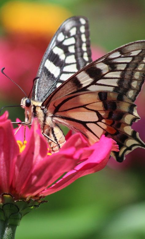 Butterflies Close Up, Butterfly Zoomed In, Butterfly Close Up Photography, Butterfly Close Up, Butterfly Up Close, Insect Anatomy, Caterpillar Art, Butterfly Photography, Butterfly Eyes