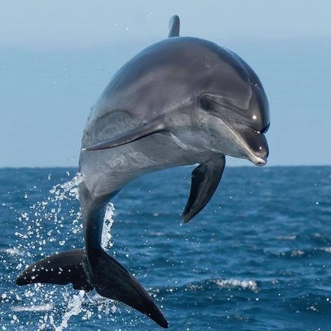 Animal Content on Instagram: “🔎: Common Bottlenose Dolphin Follow @animaluniverse.co for daily animal content! 🌍 ➡️ @animaluniverse.co ➡️ @animaluniverse.co ➡️…” Common Bottlenose Dolphin, Dolphin Photos, Sea Of Love, Rabbit Colors, Sea Mammal, Undersea World, Bottlenose Dolphin, Beautiful Sea Creatures, Manatees