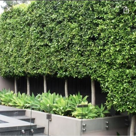 Tree Hedge, Ficus Hedge, Pleached Trees, Leaf Structure, Plant Nutrients, Formal Gardens, Garden Landscape Design, Green Tree, House Landscape