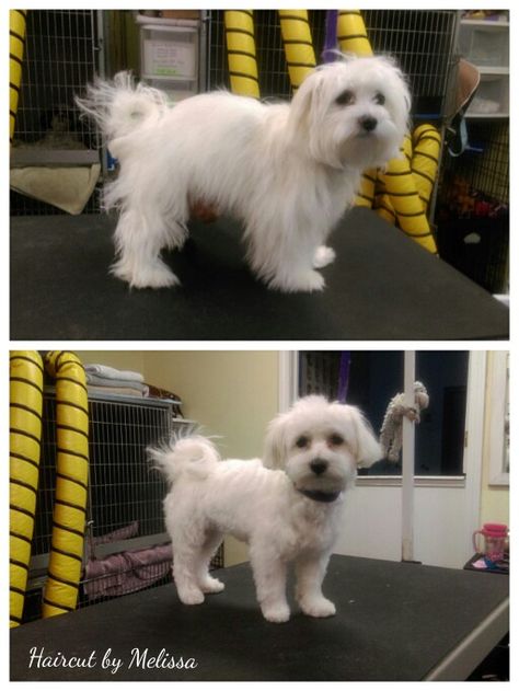 Maltese Dog Haircut, Male Maltese Haircut Hairstyles, Small Dog Haircuts Style, Maltese Dogs Haircuts, Maltese Haircut, Shichon Puppies, Cute White Dogs, Dogs Tattoo, Puppy Haircut