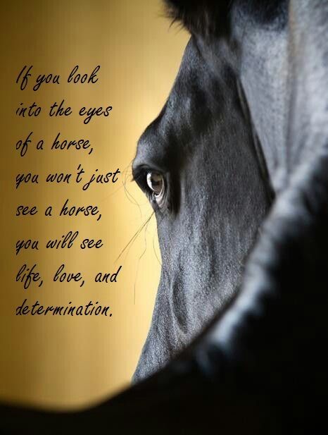 Horse Poems, Equine Quotes, Horse Meme, Cowgirl Quote, Inspirational Horse Quotes, Horse Riding Quotes, Equestrian Quotes, Riding Quotes, Country Girl Quotes