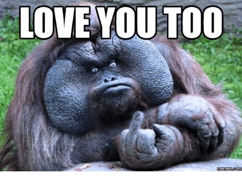 70 Funny I Love You Meme | SayingImages.com Love You Meme, Love You Too, Sarcastic Quotes Funny, Memes Humor, Funny Animal Memes, Sarcastic Quotes, Funny Me, Animal Memes, Bones Funny