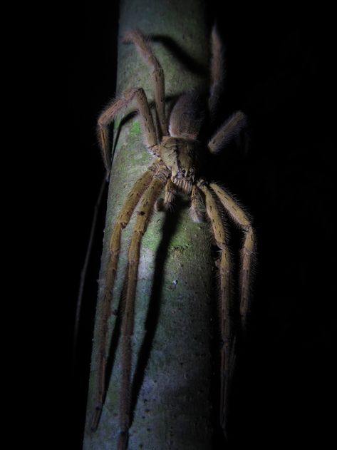 Sale's Banana Spider from Cayo District, Belize on November 16, 2017 at 07:26 PM by Nathan · iNaturalist Banana Spider, Special Animals, Arachnids, Find Picture, Belize, Scorpion, Reptiles, Plants, Animals