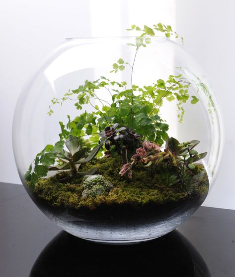 Terrariums Miniature Gardens | Terrariums… fish bowl gardening | What's on Jimmy B's mind Fishbowl Terrarium, Terrarium Ideas, نباتات منزلية, Meteor Garden 2018, Moss Terrarium, Bottle Garden, Moss Garden, Garden Terrarium, Indoor Gardens