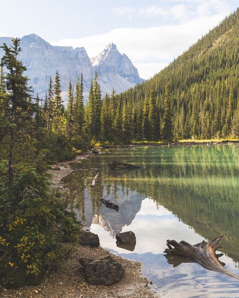 Sherbrooke Lake was our last stop in Yoho National Park and it didn’t disappoint! We saw some grouse that Evie was terrified of 🤣 did some swimming (Evie only of course) & had some snacks by the lake. The color of the water and surrounding peaks reminded me of some of the lakes back home in GNP! ✨ . . . . . #yohonationalpark #nationalparks #hiking #sherbrookelake #canada #photography Yoho National Park Canada, Canada Photography, Flathead Lake, Yoho National Park, Scenic Photos, By The Lake, Mountain Lake, National Park, National Parks