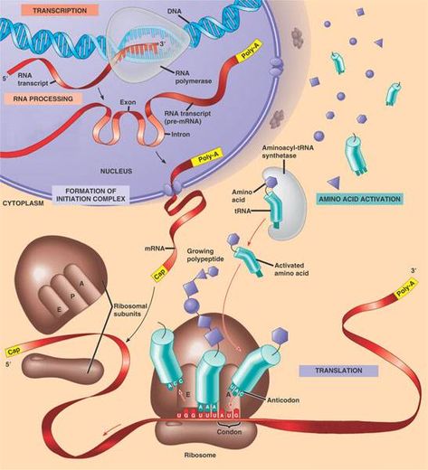 protein synthesis takes place in cytoplasm Rough Endoplasmic Reticulum, Dna Transcription, Endoplasmic Reticulum, Central Dogma, Learn Biology, Mcat Study, Natural Philosophy, Medical Student Study, Biomedical Science