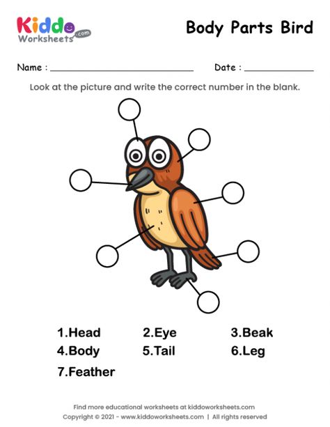 Bird Worksheet, Cone Template, Powerpoint Slide Templates, Lego Coloring Pages, Educational Worksheets, Free Printable Worksheets, Bird Drawings, Health Facts, Exercise For Kids