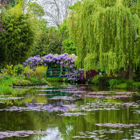 Visitors to Monet's Gardens in Giverny can enjoy elegant and untamed fruit trees, ornamental trees, climbing roses, daisies, poppies, water lilies, weeping willows, and dozens of other varieties of plants, all arranged according to Monet’s artistic sensibilities. Garden Astethic, Giverny Monet, Monet Garden Giverny, Weeping Willow, Most Beautiful Gardens, Ornamental Trees, Climbing Roses, Foto Art, Willow Tree