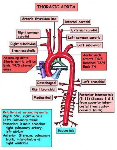 Aortic arch: major branch order..."Know your ABC'S":  Aortic arch gives rise to:  Brachiocephalic trunk  left Common Carotid  left Subclavian   Beware though trick question of 'What is first branch of aorta?' Technically, it's the coronary arteries. Cardiovascular Anatomy, Cardiac System, Aortic Arch, Arteries Anatomy, Cardiac Sonography, Sonography Student, Cardiac Nursing, Medical School Studying, Nursing School Notes