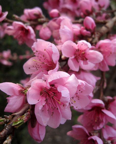 Nectarine blossoms Nectarine Blossom, Nectarine, Pink Trees, Plant Painting, Spring Blossom, Flowers Photography, Spring Flowers, Cherry Blossom, Flower Tattoo