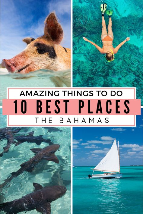 Russell Island Bahamas, Exuma Pigs, Bahamas Pigs, Swimming With Pigs, Vacation Bahamas, Bahamas Travel Guide, Bahamas Trip, Pig Island, Swimming With Sharks