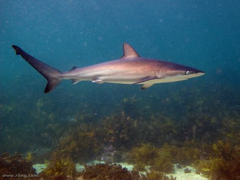 Dusky Shark, Shortfin Mako Shark, Greenland Shark, Shark In The Ocean, Wide Set Eyes, Shark Photos, All About Water, Shark Pictures, Species Of Sharks