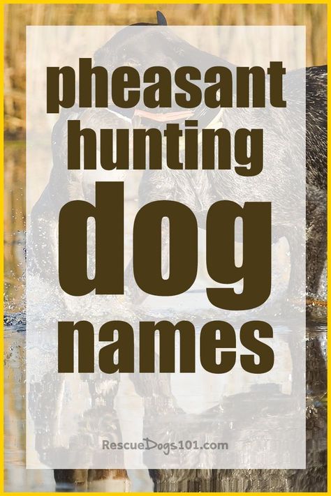 A good hunting dog deserves a great name. A name that has true meaning of his heritage, his destiny to become a great hunter. We have listed about 250 boy and girl names to give you a good start whether you are looking for pheasant, duck, bear or fish hunting dog names. Hunting Dog Names, Dogs Names List, Dog Name Ideas, Dog 101, Dog Names Unique, Girl Dog Names, Puppy Find, Hunter Girl, Pheasant Hunting