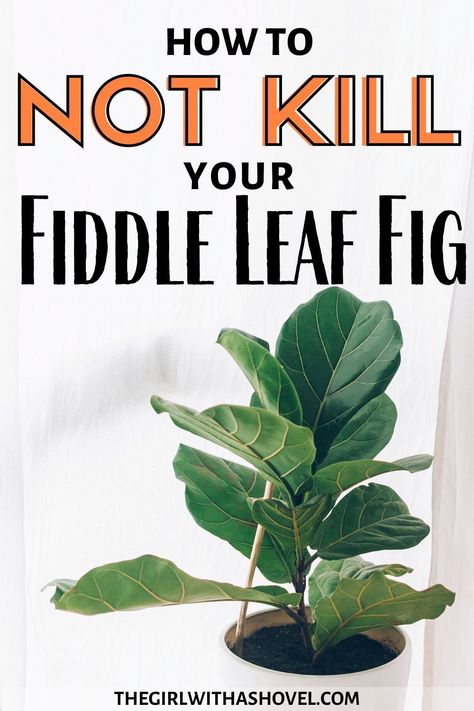 Fig Plant Care, Fig Leaf Tree, Fiddle Leaf Fig Care, Fiddle Fig Tree, Fiddle Leaf Fig Plant, Fiddle Tree, Fiddle Leaf Tree, Fig Plant, Fiddle Fig