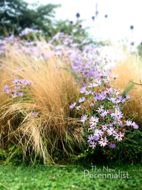 New Perennial Movement | The New Perennialist Zone 5 Garden, Naturalistic Planting, Planting Combinations, Naturalistic Garden, Eco Garden, Planting Design, Zone 5, House On The Rock, Flower Spike