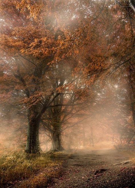 Lake District England, Autumn Foliage, Leaves Autumn, The Lake District, Autumn Scenery, Autumn Beauty, Autumn Landscape, Autumn Colors, Cumbria