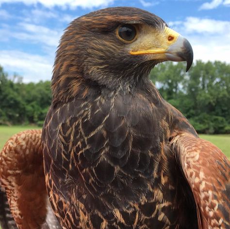 Harris Hawk Harris Hawk Tattoo, Maui Aesthetic, Hawk Aesthetic, Aesthetic Moana, Raptor Bird Of Prey, Harris Hawk, Raptors Bird, Moana Disney, Golden Eagles