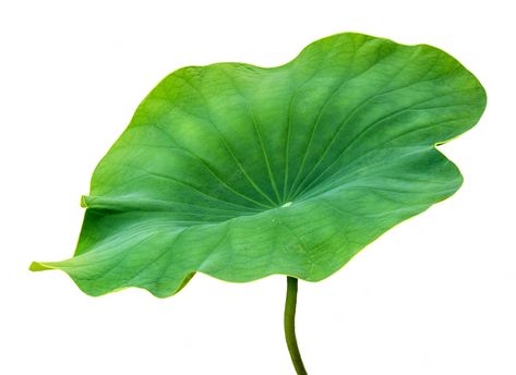 Premium Photo | Beautiful lotus leaf isolated on white background Lotus Flower Leaf, Rose Crafts, Lotus Leaves, Photo Beautiful, Flower Art Images, Lotus Leaf, Flower Leaf, All Flowers, Vector Photo