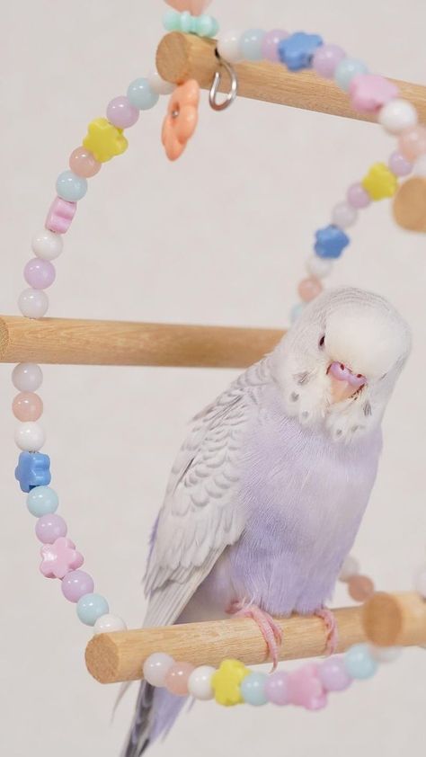 purple budgie Purple Budgie, About Rainbow, Budgie Parakeet, Pets 3, Pretty Animals, Cute Animals Images, Cute Kawaii Drawings, Pretty Birds, Bird Toys