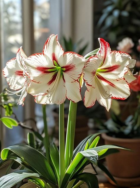 Amaryllis Aesthetic, Amaryllis Plant, Amaryllis Flower, Amaryllis Flowers, Amaryllis Bulbs, Day Lilies, Fruit Flowers, Unusual Flowers, Exotic Flowers