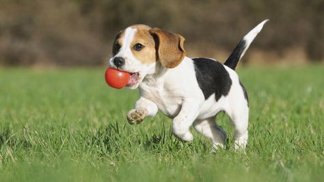 Beagles are most commonly tri-color, that is, predominantly white with areas of black and brown. Tri-color dogs typically start out black and white, with the brown colors developing over the first two years of life. Less often, Beagles have just two colors, a white base with large areas of any other hound color including lemon (also known as light tan), red, reddish-orange brown, and liver (dark brown). Within the white areas, a Beagle may have ticks or small spots of a different color. Petit Basset Griffon Vendeen, Cute Beagles, Fox Terriers, Beagle Puppy, Training Your Puppy, Dog Boarding, A Puppy, Dog Behavior, Puppy Training