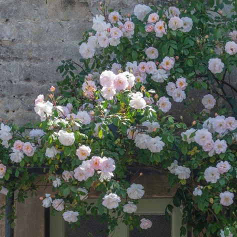 David Austin Roses on Instagram: "Planting a repeat flowering rambling rose will bring you joy again and again. 🌸 While many rambling roses flower only once, these three beautiful English rambling roses will continue to bloom throughout summer. Each of these roses are as versatile as they are beautiful, adding a touch of English charm wherever you plant them. The roses pictured are The Lady of The Lake (Ausherbert), Malvern Hills (Auscanary) and The Albrighton Rambler (Ausmobile). #davidaust The Lady Of The Lake Rose, The Albrighton Rambler Rose, Albrighton Rambler Rose, Joy Again, Rambling Roses, Cabin Garden, The Lady Of The Lake, Malvern Hills, Rambling Rose