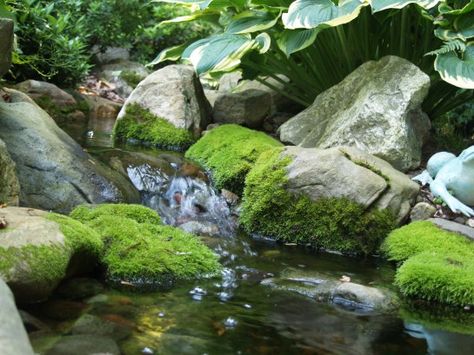 Mossy rocks in the shady stream Plein Air Reference, Mossy Rocks, Rock And Stone, Fountains Backyard, Environment Reference, Landscape Reference, Background Reference, Natural Pond, Pond Landscaping