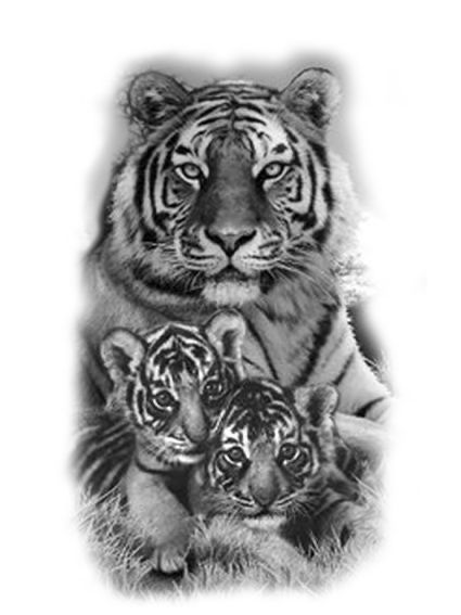 Tiger Family Tattoo For Women, Mama Tiger With Cubs Tattoo, Tiger And Two Cubs Tattoo, Tiger With Cubs Tattoo For Women, Tiger And Cubs Tattoo For Women, Tiger With Cubs Tattoo, Tiger Cubs Tattoo, Tiger Tattoo Design For Women, Tiger And Cubs Tattoo