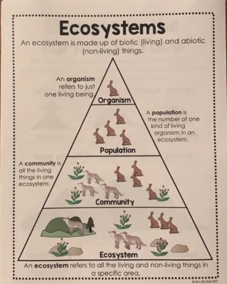 Ecosystems 4th Grade, Agriculture Education Classroom, Classroom Structure, Ecosystems Projects, Science Infographics, Science Anchor Charts, Basic Science, Living Organisms, Nature School