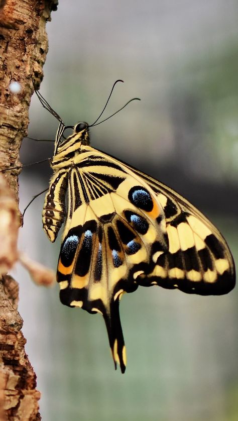 Bumble Bee Tattoo, Most Beautiful Butterfly, Tiger Swallowtail, Beautiful Butterfly Pictures, Beautiful Butterfly Photography, Butterfly Species, Swallowtail Butterfly, Butterfly Photos, Beautiful Bugs