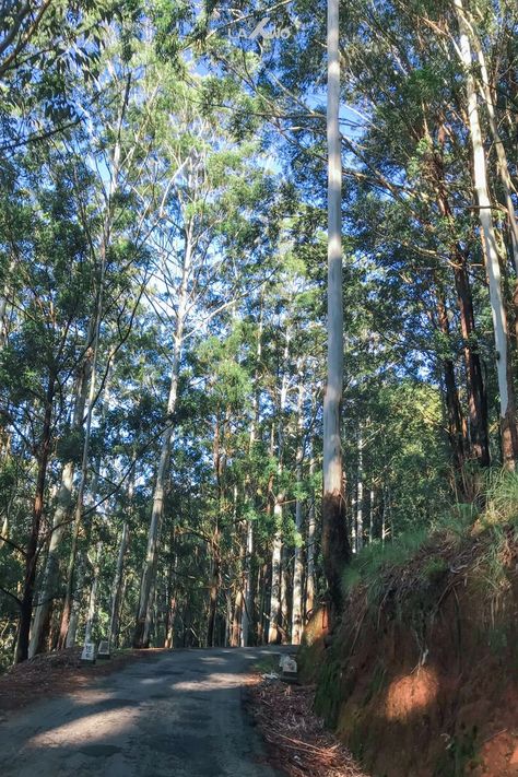 Nature Beauti of Wet Montane Forest Horton Plains Sri Lanka Nature Beauty, Sri Lanka, Tree Trunk, Forest, Plants, Beauty, Nature