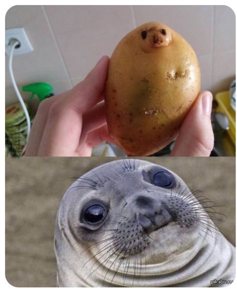 Best Funny Photos, Cute Animal Memes, A Potato, Funny Animal Jokes, Memes Humor, Funny Animal Memes, Animal Jokes, Animal Tattoos, Funny Animal Pictures